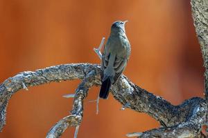 Clark's Nutcracker Resting on a Dead Tree photo