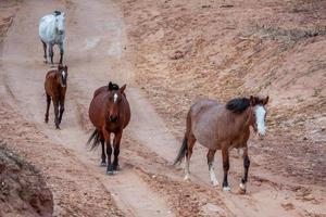 Wild horses Canyon de Chelly photo