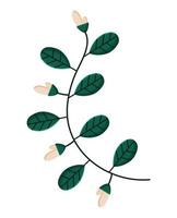 white flowers branch vector