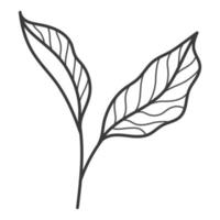 cute leaves icon vector