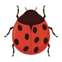 colored ladybug design vector