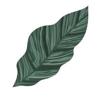 cute green leaf vector