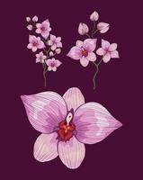 three pink orchids vector