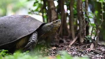 une tortue se promène dans un jardin ombragé. amphibiens. video