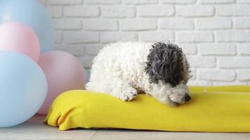lindo perro de raza mixta rizado acostado en la cama del perro mirando alrededor video