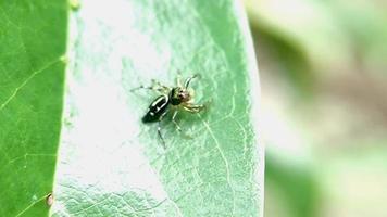 pequeña araña en la hoja verde video