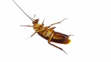 kakkerlakken met gebroken benen liggen op de grond. witte achtergrond video