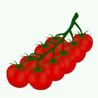 Cherry tomatoes on a branch. vector