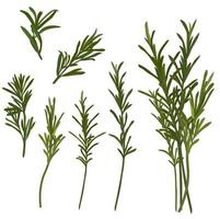 Ilustración de stock de vector de romero. un conjunto de ramitas verdes de especias y condimentos para cocinar. Aislado en un fondo blanco
