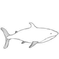 Great shark. Vector illustration. Linear Element for Hand Doodle Design and Decor