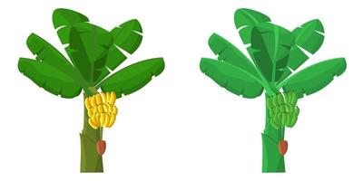 dos árboles de plátano con plátanos crudos y maduros vector