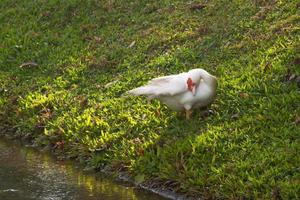 puesto de patos junto a un estanque foto