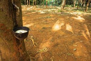 rubber tree , rubber plantation . Beautiful trees line by rubber tree photo