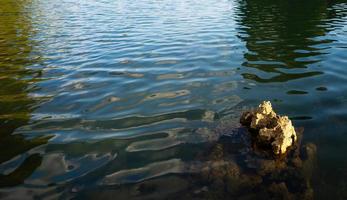 rock or stone  in the water . photo