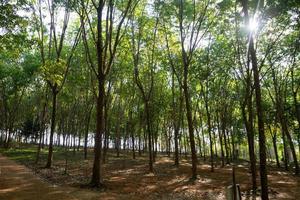 rubber tree , rubber plantation . Beautiful trees line by rubber tree photo