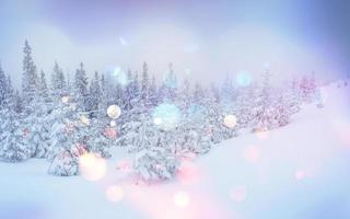 winter landscape trees and fence in hoarfrost, background with s photo