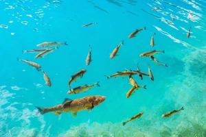 Beautiful fish in the turquoise lake. Fantastic autumn. Plitvice photo