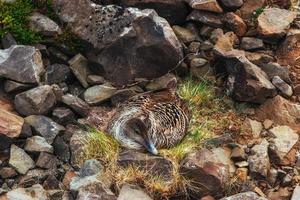 Wild duck on the nest. photo