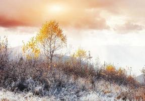 árbol mágico cubierto de nieve de invierno. puesta de sol en los cárpatos. Reino Unido foto