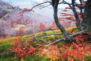 otoño en los cárpatos. fantásticas vistas en octubre. la magia foto