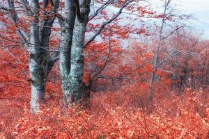 otoño en los cárpatos. fantásticas vistas en octubre. la magia foto