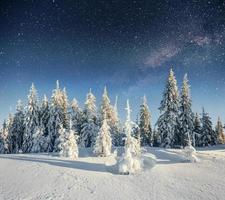 star trek lácteos en el bosque de invierno. foto