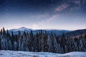 star trek lácteos en el bosque de invierno. foto