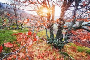 The dramatic scene. October. The magical combination of flowers photo