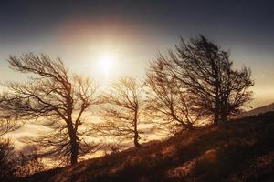 birch forest in sunny afternoon while autumn season photo