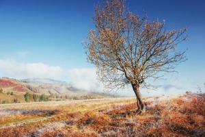 bosque de abedules en la tarde soleada durante la temporada de otoño. mes de octubre foto