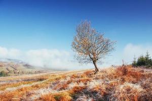 birch forest in sunny afternoon while autumn season. October mou photo