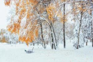 Snow-covered trees with autumn leaves and benches in the city pa photo