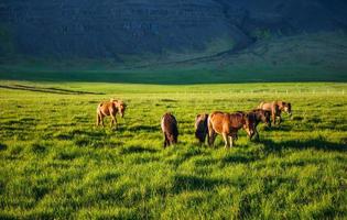 Charming Icelandic horses in a pasture with mountains in the bac photo