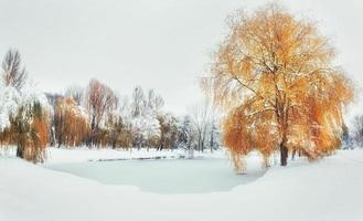 Light breaks through the autumn leaves of trees in the early day photo