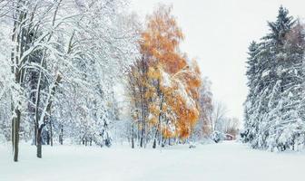 bosque de hayas de montaña de octubre con la primera nieve del invierno. cárpatos foto