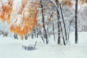 Snow-covered trees with autumn leaves and benches in the city pa photo
