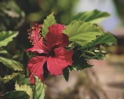 hibiscus flower that grows a lot in mainland Asia photo