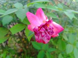 rose flor verde fondo nacional foto