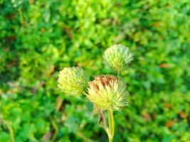 green flower background photo