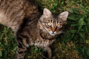 gato tirado en la hierba. gato gris con hermosos ojos. foto