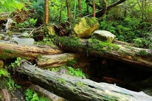 las rocas cubiertas de musgo y los árboles caídos un antiguo bosque. árboles caídos en el bosque cubierto de musgo