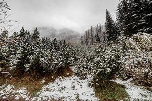 landscape snow trees dense forest in winter. Morske Oko, Poland photo