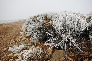 Close up frozen grass on mountain rock. photo