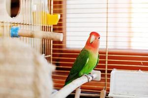Funny lovebird parrot at large cage on rooom with sunshine. photo