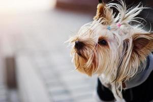 Close up portrait of yorkshire terrier dog on a leash. photo