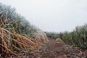 Close up of trail in the mountains with frozen grass photo