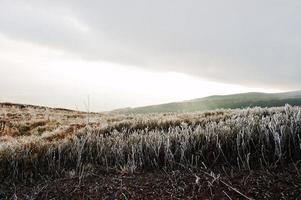 Frost pine grass on mountain hill with beam of sun from cloud photo