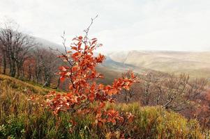 Small alone beerch tree with red leaves in autumn mountains. photo