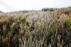 Close up of frost pine grass on mountain hill photo