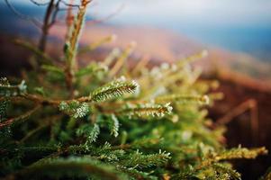 Close up small new year tree, illuminated by sun, with frost on mountains landscape photo